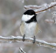 black capped chikadee , bird feeder, unique bird feeders