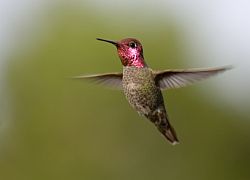 Anna's hummingbird, bird feeder, unique bird feeders