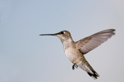 black chinned hummingbird male