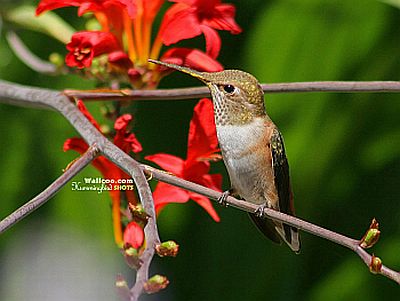 Plants for hummingbirds
