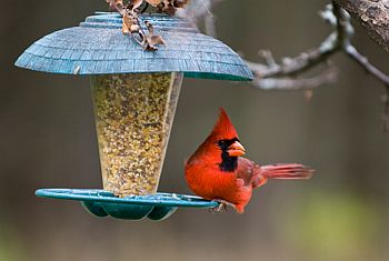 Northern Cardinal