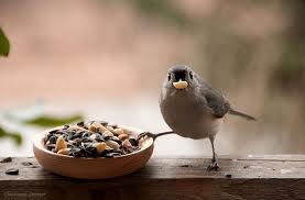 unique bird feeders