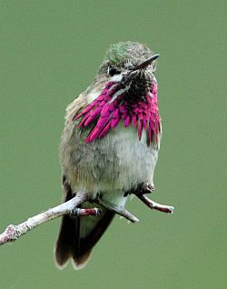 Calliope Hummingbird , bird feeder, unique bird feeders