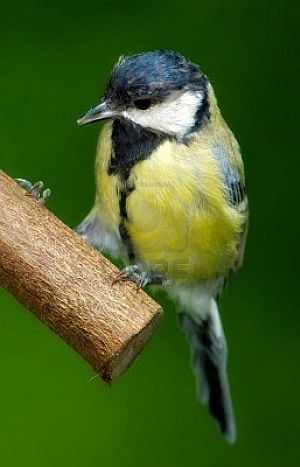 great tit, bird feeder, unique bird feeders