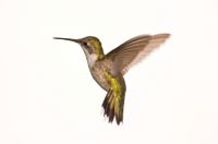 hummingbird nectar recipe