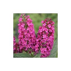 plants for hummingbirds - butterflybush