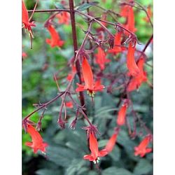 plants for hummingbirds - fuchsia