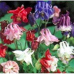 plants for hummingbirds - columbine