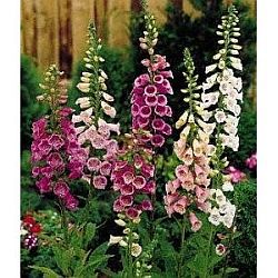 plants for hummingbirds - foxglove