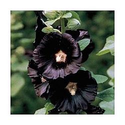 plants for hummingbirds - hollyhock