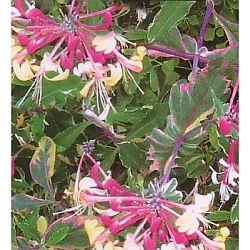 plants for hummingbirds - honeysuckle