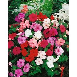 plants for hummingbirds - impatiens