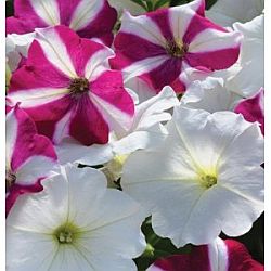 plants for hummingbirds - petunia