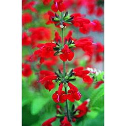 plants for hummingbirds - salvia