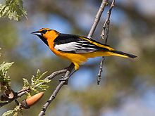 bullocks oriole, bird feeder, unique bird feeders