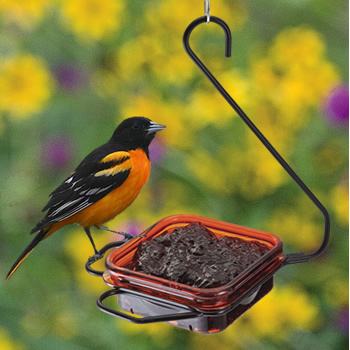 hanging oriole bird feeder