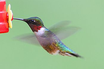 Ruby-throated Hummingbird , bird feeder, unique bird feeders