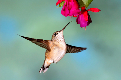 Black Chinned Hummingbird female